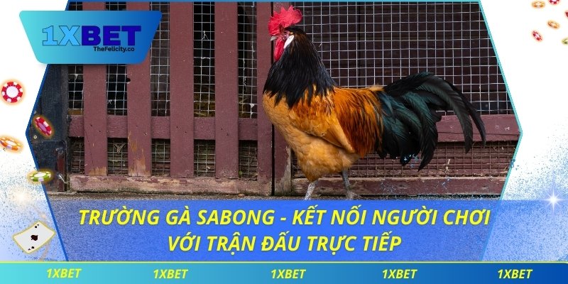 Trường Gà Sabong - Kết Nối Người Chơi Với Trận Đấu Trực Tiếp Trường gà Sabong