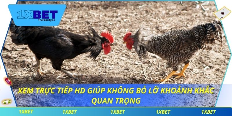 Đá Gà C1 - Trận Đấu Gay Cấn Và Cơ Hội Thắng Lớn Tại 1xbet Xem trực tiếp HD giúp không bỏ lỡ khoảnh khắc quan trọng